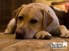 小狗焦虫病医治及基本常识共享