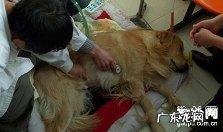 【狗狗肠胃炎病症】狗狗肠胃炎缘故及治疗方法