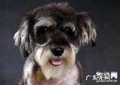 【狗狗肠胃炎病症】狗狗肠胃炎缘故及治疗方法