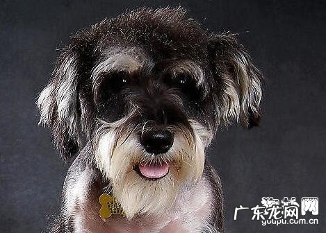 【狗狗肠胃炎病症】狗狗肠胃炎缘故及治疗方法