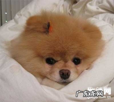 【小狗肾结石该怎么办】小狗肾结石的缘故及解决方式