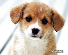 【小狗肾结石该怎么办】小狗肾结石的缘故及解决方式