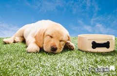 狗狗感冒的缘故、病症及合理的治疗方法