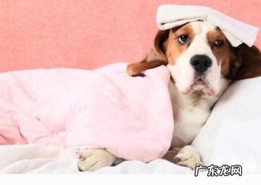 狗狗感冒的缘故、病症及合理的治疗方法