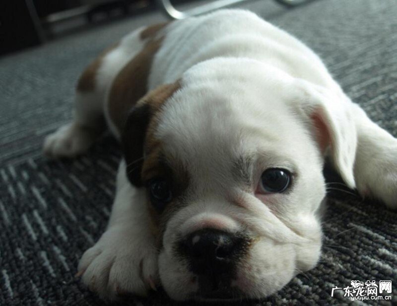 狗狗呕吐后要忌食吗,狗狗呕吐该怎么办？