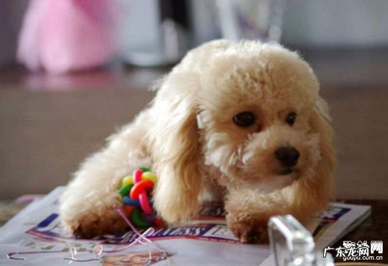 造成狗狗呕吐普遍的八个缘故