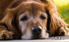 狗狗感冒了该怎么办，这种方式 能够合理医治