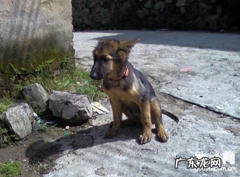 犬冠状病毒的防止及治疗方法详细说明