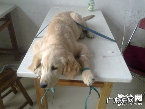 犬冠状病毒的防止及治疗方法详细说明