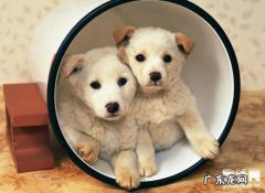 狗狗感冒了应该怎么办？狗狗感冒的病症及治疗方法