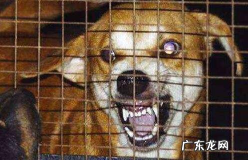 狂犬病毒的早期症状有什么,怎样才能合理防止