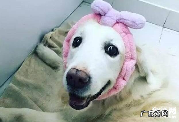 老年人犬后腿乏力的平时医护方式