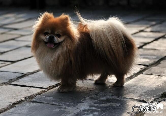 小狗拉肚子该怎么办?狗狗拉肚子的解决方式