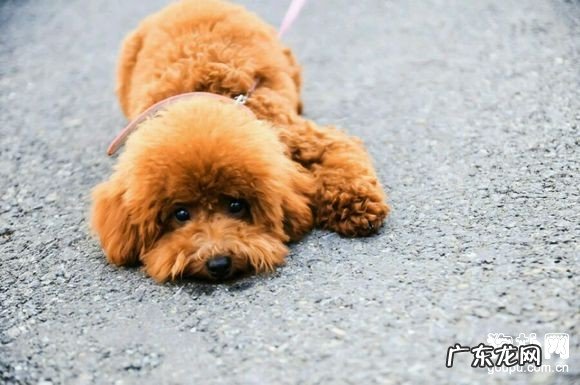 小狗常见病不能小看