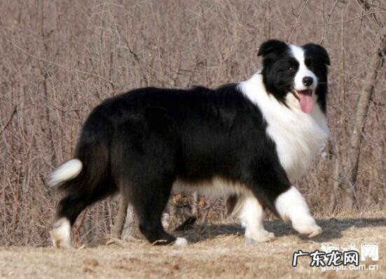 小狗常见病不能小看