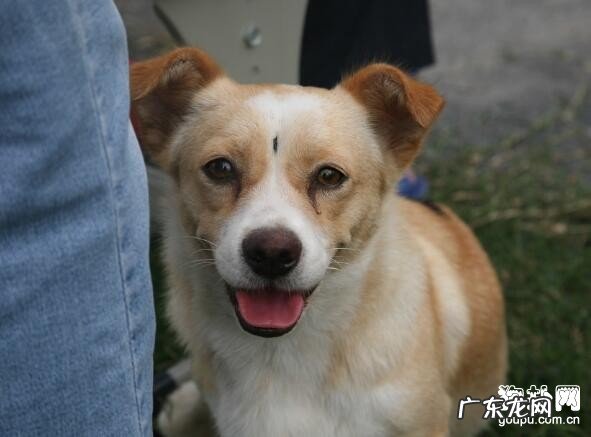 小狗黑色素瘤的病症及治疗方法