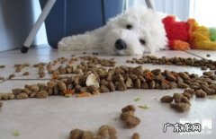 【犬传染性肝炎病症】小狗传染性肝炎缘故及治疗方法