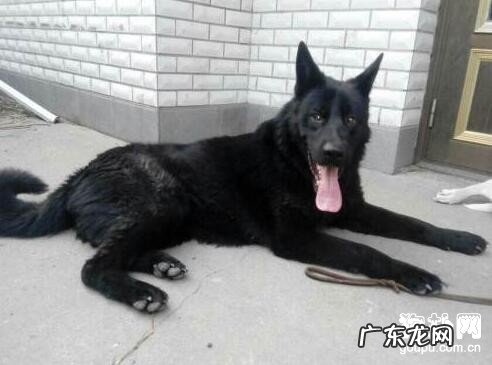 老年人犬的骨节维护保养要怎么做