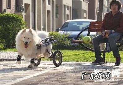 小狗偏瘫必须提前准备什么物品