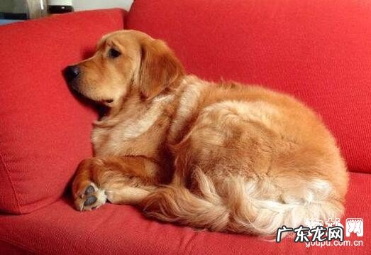 犬肠套叠的的病症及防止治疗方法