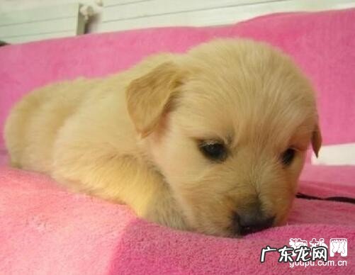 犬肠套叠的的病症及防止治疗方法