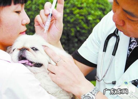 狗狗疫苗注入時间及常见问题