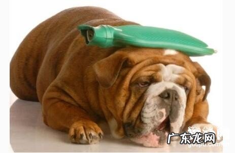 犬小病毒肠炎的症状主要表现及治疗方法