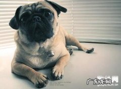 小狗癌病及恶性肿瘤基本常识共享