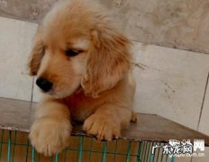 小狗得了细小病毒该怎么办