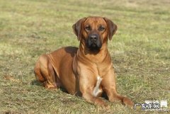 小狗腰椎间盘医治及康复治疗方式