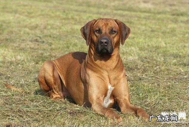 小狗腰椎间盘医治及康复治疗方式