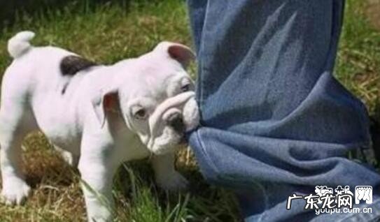 【狂犬病毒早期症状】狂犬病症状及防止方式