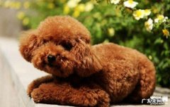 小狗为何停止不前，应该怎么办？