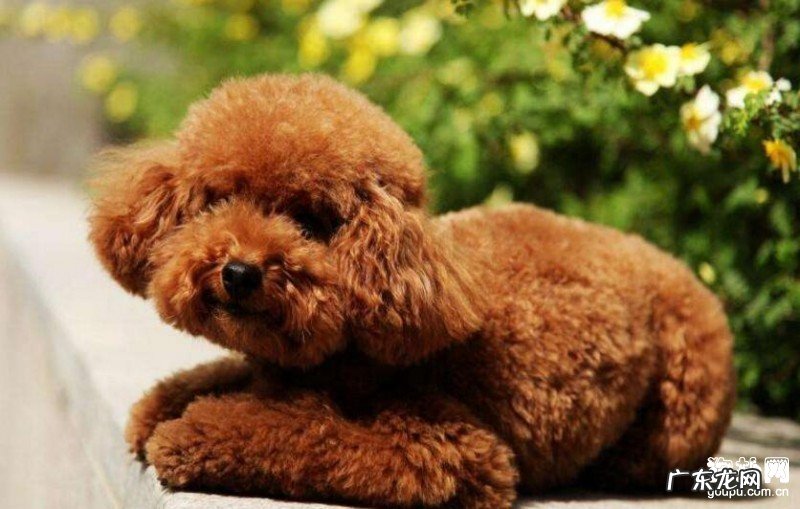 小狗为何停止不前,应该怎么办?