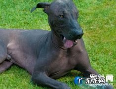 【小狗食物中毒事件病症】犬食物中毒事件确诊及治疗方法