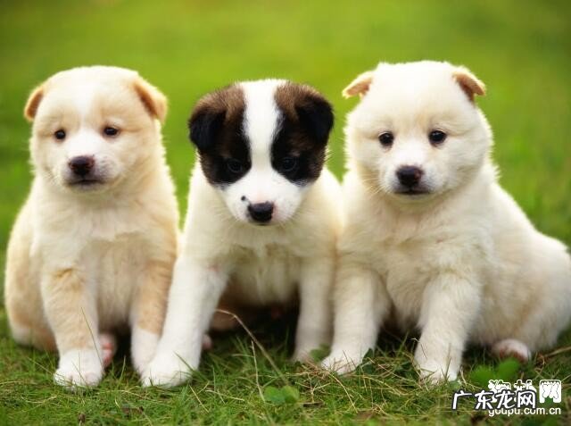 【小狗瞬膜腺突显症病症】犬瞬膜腺突显症确诊及治疗方法