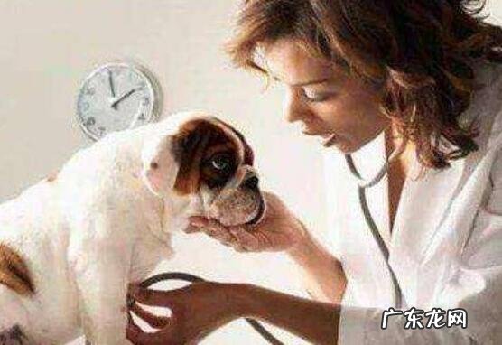 狗狗发烧该怎么办,找对发病原因是重要