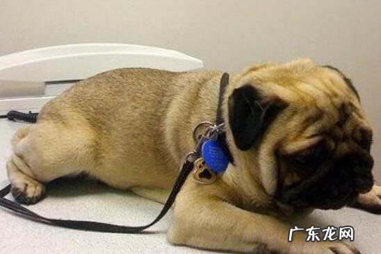 狗狗发烧该怎么办,找对发病原因是重要