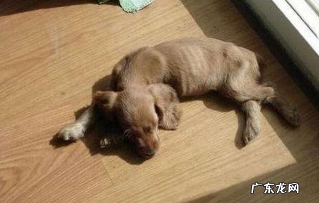 小狗狗拉稀带血该怎么办?对于发病原因来医治