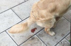 小狗狗拉稀带血该怎么办？对于发病原因来医治