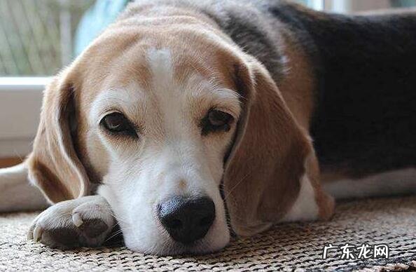 小狗狗拉稀带血该怎么办?对于发病原因来医治