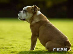 小狗缺乏营养该怎么办？小狗营养膏大派用途