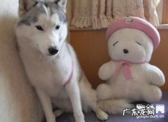 狗狗呕吐不要吃物品该怎么办，教你调理脾胃小窍门！