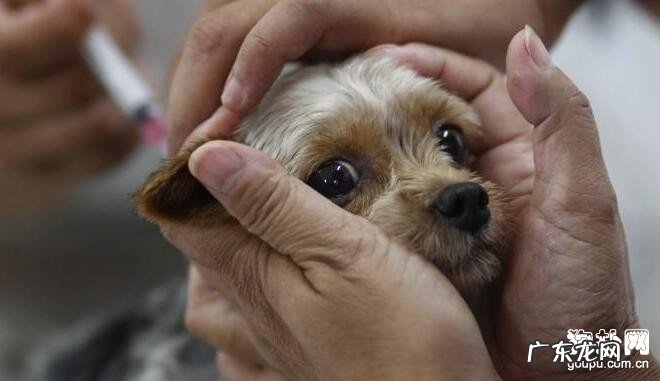 狂犬病疫苗的不良反应,好多个医护小常识必须把握!