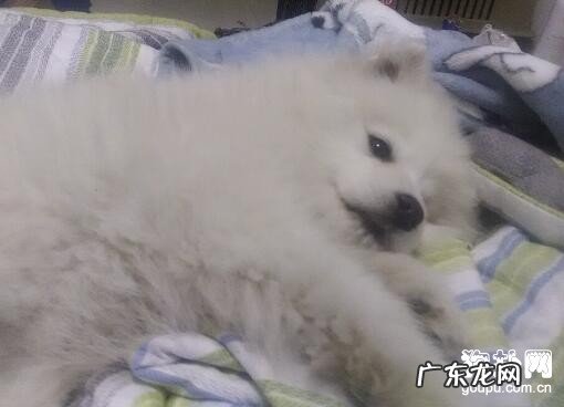 狗狗感冒了该怎么办?