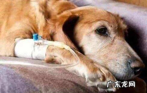 犬瘟的危险期一般有多长时间