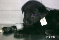 犬瘟的危险期一般有多长时间