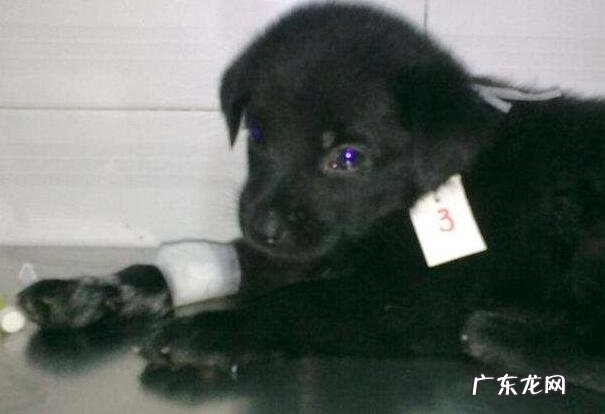 犬瘟的危险期一般有多长时间