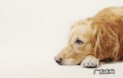 狗狗干呕该怎么办【缘故及治疗方法】