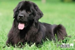 小狗椎间盘长骨刺的症状及治疗方法